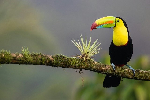 costa rica